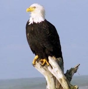 Meet your Posher, Ray